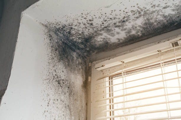 Affordable Black Mold Remediation solutions in Aquasco, MD